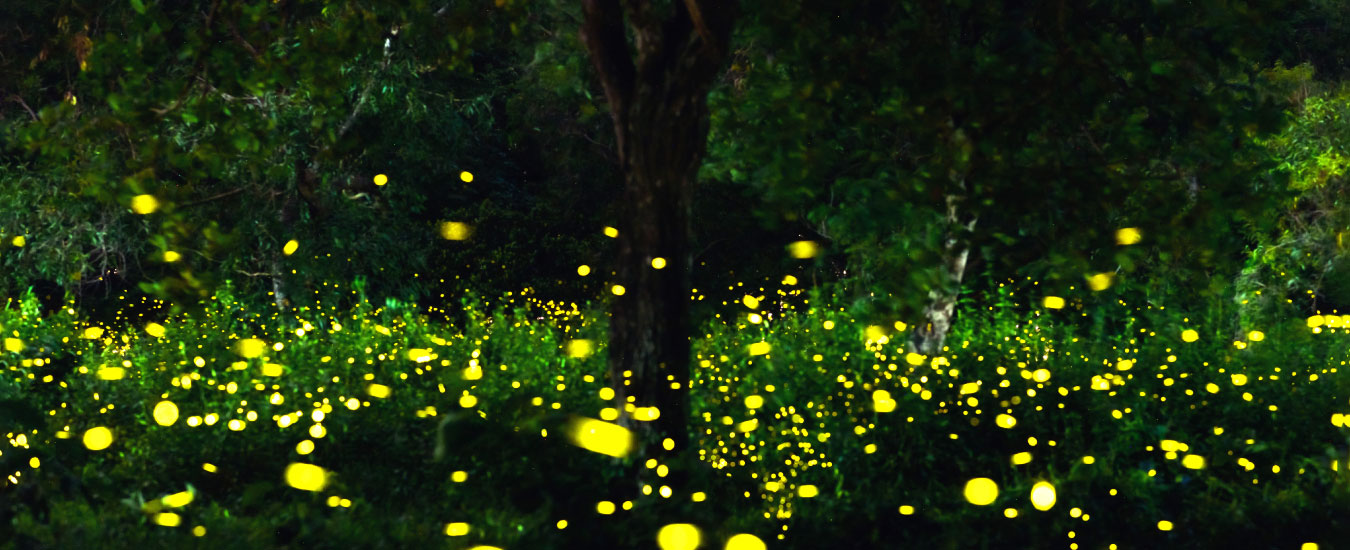 Fireflies Tour With Your Family